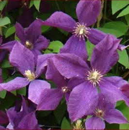 powojnik-clematis-polish-spirit-niezawodny-fiolet-dlugo-kwitnie-sadzonka-p9