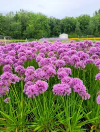 czosnek-millenium-fioletowe-kule-dlugie-kwitnienie-miododajny-sadzonka-p9