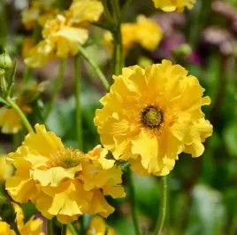 kuklik-geum-lady-stratheden-zlocisto-zolty-dlugie-kwitnienie-sadzonka-p9