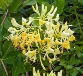 wiciokrzew-graham-thomas-pachnace-zolte-kwiaty-szybkie-pnacze-sadzonka-p9