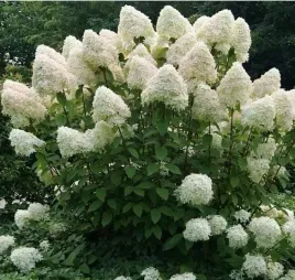 hortensja-phantom-duze-kremowe-kwiaty-obfite-kwitnienie-sadzonka-p9
