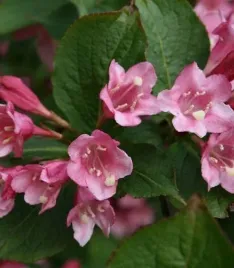 krzewuszka-bouquet-rose-rozowe-kwiaty-obfite-kwitnienie-sadzonka-p9