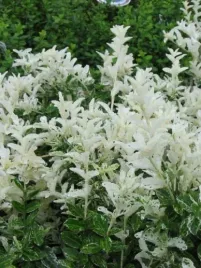 trzmielina-harlequin-bialo-zielone-liscie-ozdobna-caly-rok-sadzonka-p9