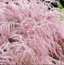 tamaryszek-drobnokwiatowy-delikatne-rozowe-kwiaty-lekki-pokroj-sadzonka-p9