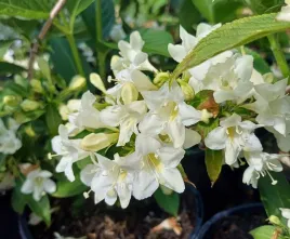 krzewuszka-candida-snieznobiale-kwiaty-obfite-kwitnienie-sadzonka-p9