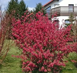 porzeczka-pulborough-scarlet-czerwone-kwiaty-ozdobna-do-ogrodu-sadzonka-p9