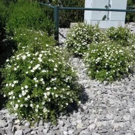 pieciornik-snowbird-biale-kwiaty-dlugie-kwitnienie-odporny-sadzonka-p9