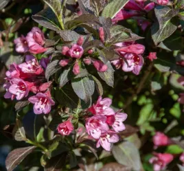 krzewuszka-tango-obfite-kwitnienie-efektowna-do-ogrodu-sadzonka-p9