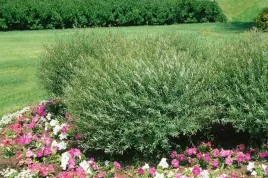 wierzba-nana-niski-krzew-ozdobny-zwarty-pokroj-do-ogrodu-sadzonka-p9