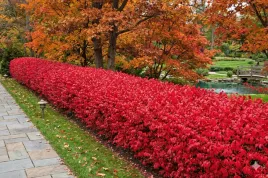 trzmielina-oskrzydlona-czerwone-jesienne-liscie-efektowna-sadzonka-p9