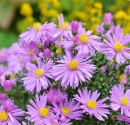 aster-wood-s-purple-niska-bylina-fioletowe-kwiaty-sadzonka-p9