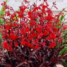 lobelia-queen-victoria-czerwone-liscie-i-kwiaty-efektowna-sadzonka-p9