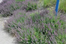 ozanka-wlasciwa-fioletowe-kwiaty-aromatyczna-miododajna-sadzonka-p9