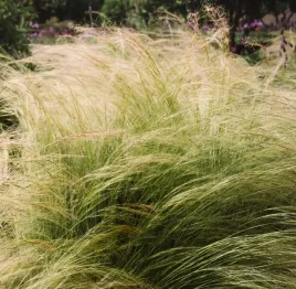 ostnica-pony-tails-delikatne-zwiewne-kepy-efekt-dekoracyjny-sadzonka-p9