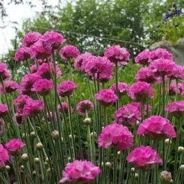 zawciag-nadmorski-splendens-dlugie-kwitnienie-niski-zwarty-sadzonka-p9