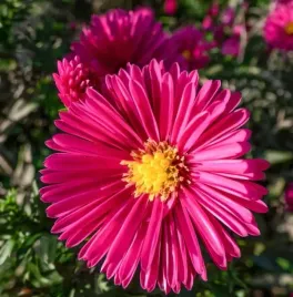 aster-jenny-jesienne-kwitnienie-fioletowe-kwiaty-do-ogrodu-sadzonka-p9