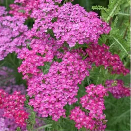 krwawnik-cerise-queen-czerwone-kwiaty-dlugie-kwitnienie-sadzonka-p9