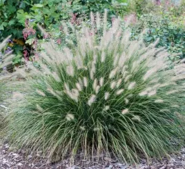 rozplenica-japonska-hameln-ozdobna-trawa-puszyste-klosy-sadzonka-p9