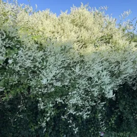 rdestowka-auberta-szybkorosnace-pnacze-na-pergole-sadzonka-p9