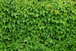 winobluszcz-murorum-szybkorosnacy-pnacy-gesty-na-ogrodzenie-sadzonka-p9