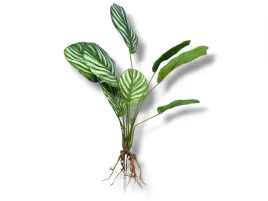 sztuczna-roslina-do-terrarium-kalatea-z-korzeniami-50cm