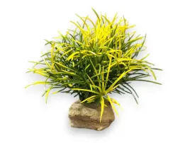roslina-sztuczna-na-kamieniu-stoneplant-typ-21