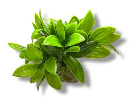 roslina-sztuczna-na-kamieniu-stoneplant-typ-04