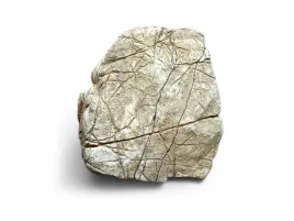 naturalna-skala-do-akwarium-8-12cm-skora-sloniowa