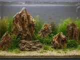 naturalna-skala-do-akwarium-8-15cm-dragon-stone-waga-0-kg-rodzaj-inny