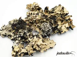 czarny-porost-black-lichen-20g-do-detailingu