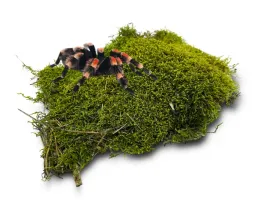 mech-naturalny-do-terrarium-flat-moss-platy-50g-terraquality