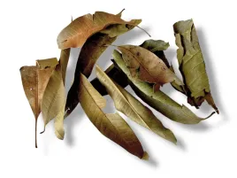 suszone-liscie-do-terrarium-mango-leaves-20g