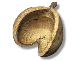 orzech-budda-kryjowka-xl-10-12cm-susz-egzotyczny