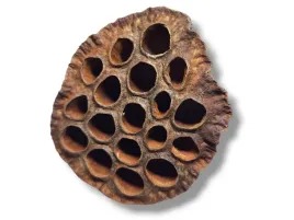 lotos-dekoracyjny-6-10cm-susz-egzotyczny