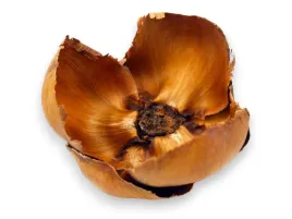 kwiat-palmy-palm-cup-8-10cm-susz-egzotyczny