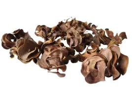 curly-pods-naturalny-wystroj-dla-malych-pajakow-35g