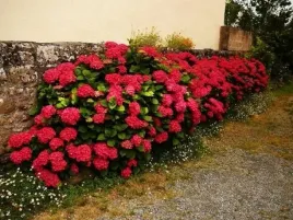 hortensja-ogrodowa-red-baron-hydrangea-macrophylla-sadzonki-p9