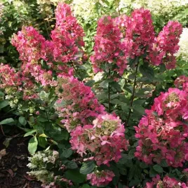 hortensja-bukietowa-magical-flame-1-szt-doniczka-p9