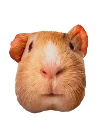 poduszka-3d-poducha-ze-swinka-morska-swinka-morska