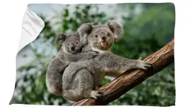 recznik-mikrofibra-z-koala-koala-70x100-cm-szybkoschnacy-kapielowy-plazowy