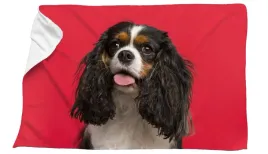 recznik-mikrofibra-psem-cavalier-king-charles-spaniel-70x100-szybkoschnacy