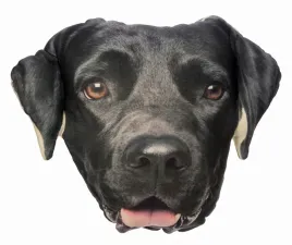 poduszka-3d-poducha-psem-labradorem-czarny-prezent