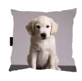 poduszka-psem-labradorem-biszkopt-idealny-prezent