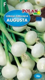 cebula-augusta-5-g-polan