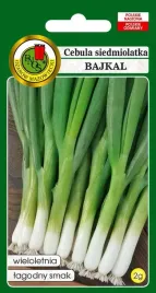 cebula-siedmiolatka-bajkal-2-g-pnos