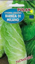 cykoria-lisciowa-bianca-di-milano-2-g-polan